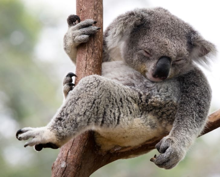 10 Things You Didnt Know About Koalas