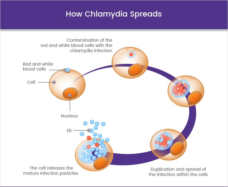 Chlamydia how can it be spread  Health Blog