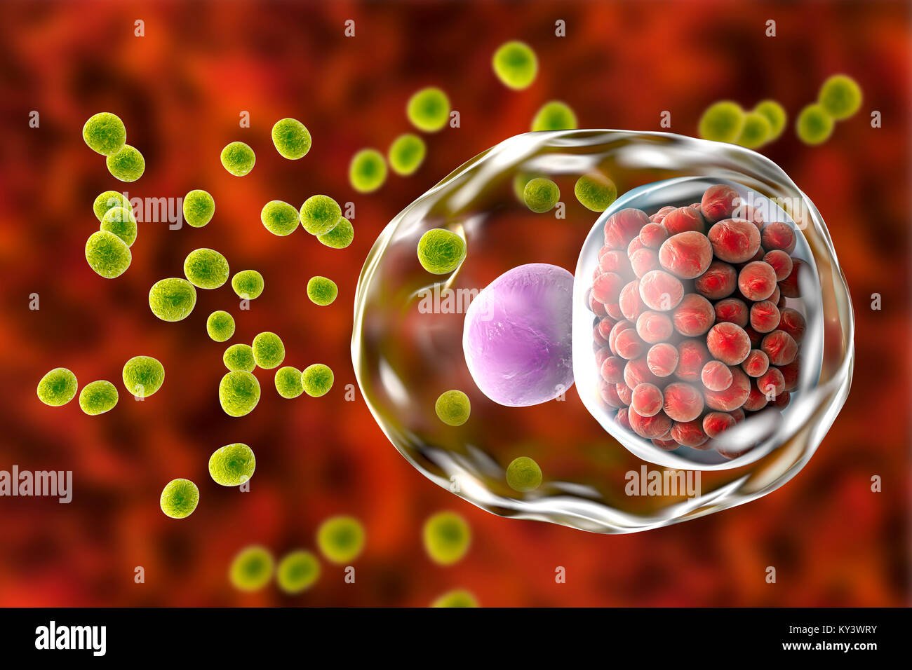 Chlamydia infection. Computer illustration of a cell ...