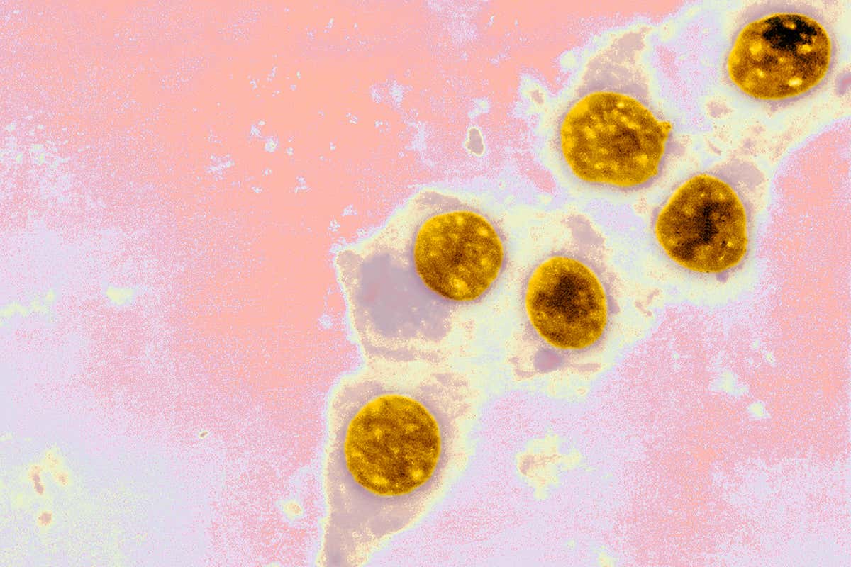 Chlamydia may spread through the gut to infect new parts ...