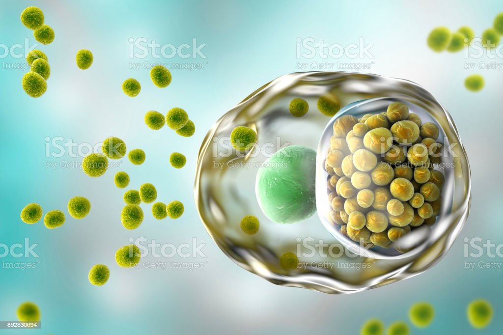 Chlamydia Trachomatis Bacteria Stock Illustration