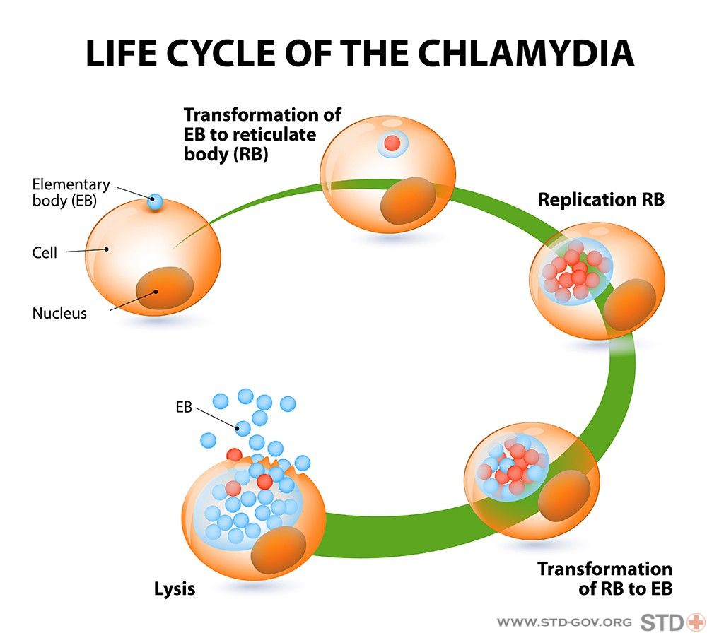 How Long Does It Take For Chlamydia To Go Away?