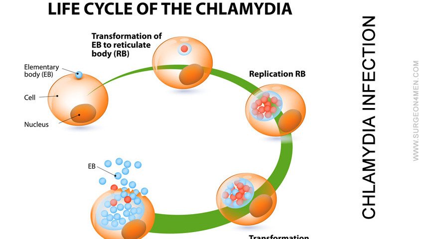 What Should we know about Chlamydia Infection?MEC